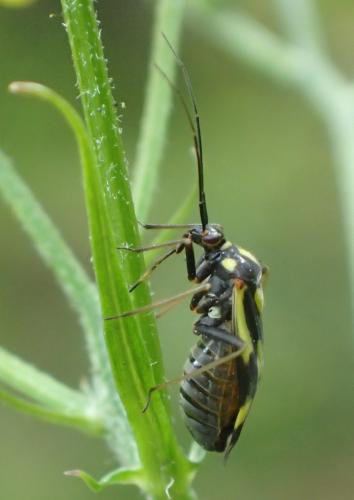 Réf. 207 937 : Grypocoris sexguttatus